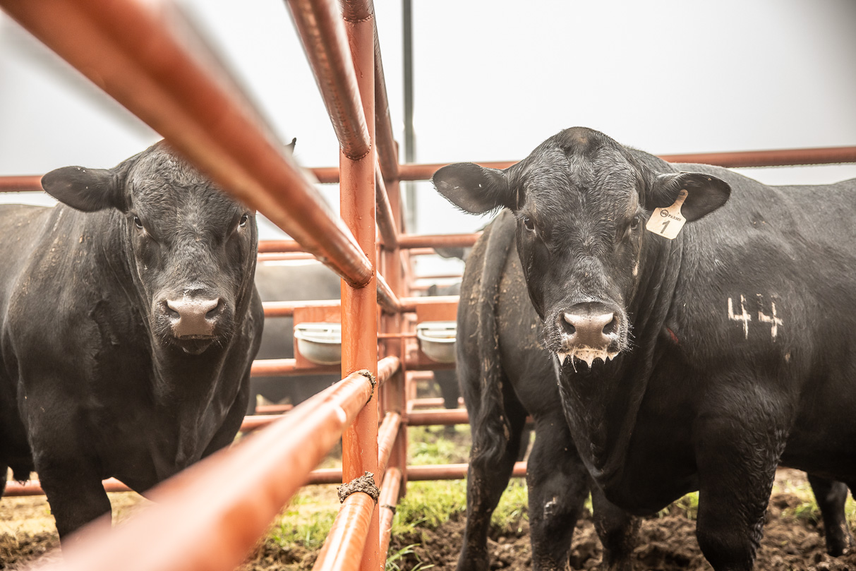 44Farms_Cameron_BullSale_Feb2021-516565
