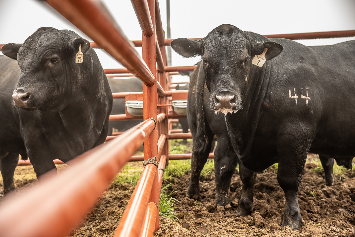 44Farms_Cameron_BullSale_Feb2021-516569