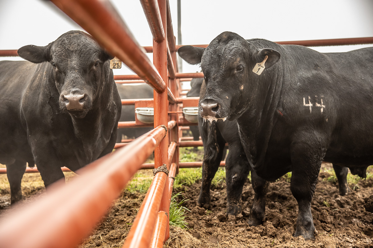 44Farms_Cameron_BullSale_Feb2021-516571