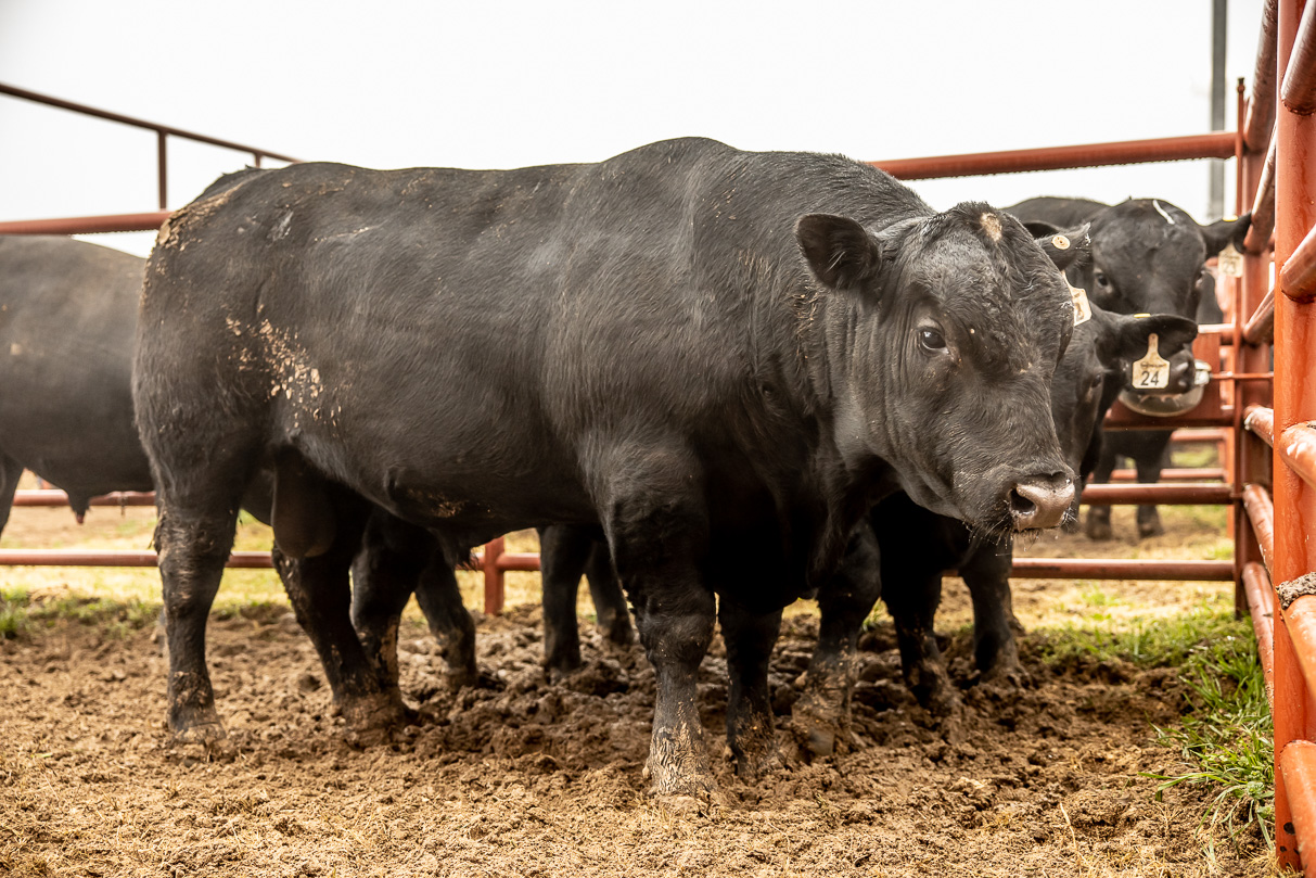 44Farms_Cameron_BullSale_Feb2021-516596