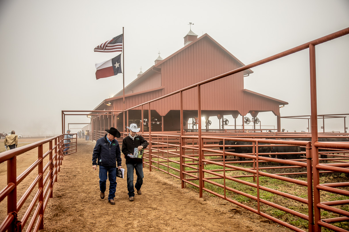 44Farms_Cameron_BullSale_Feb2021-516643