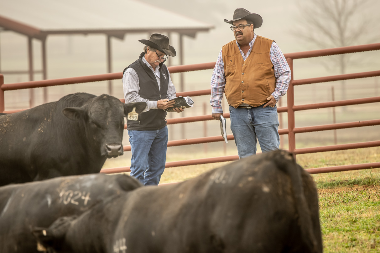 44Farms_Cameron_BullSale_Feb2021-516792