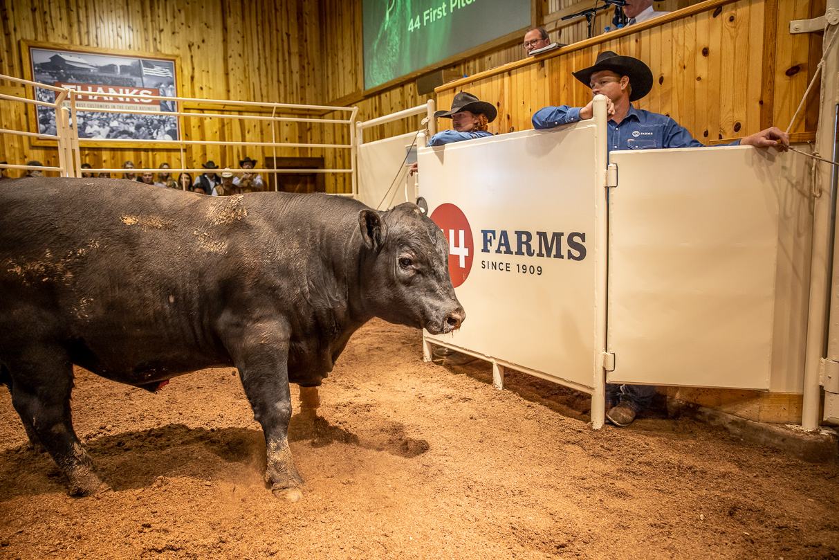 44Farms_Cameron_BullSale_Feb2021-517319