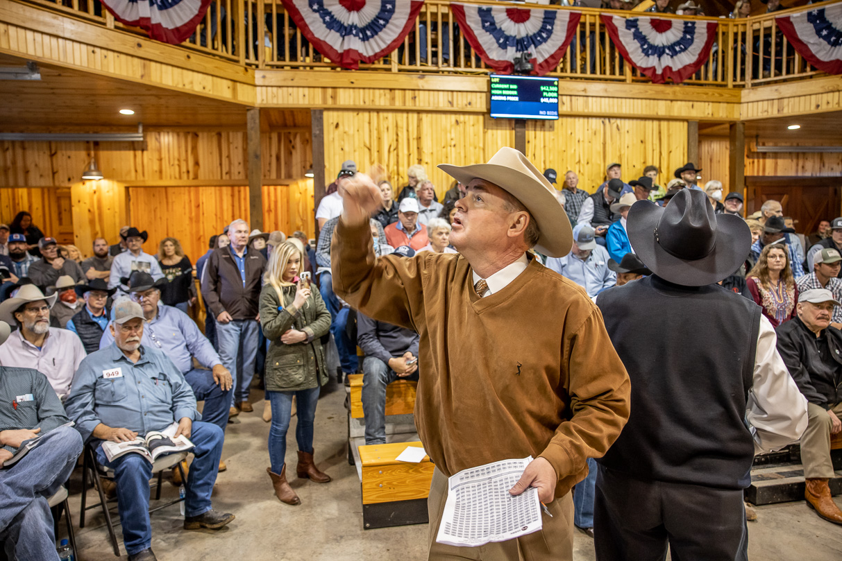 44Farms_Cameron_BullSale_Feb2021-517322