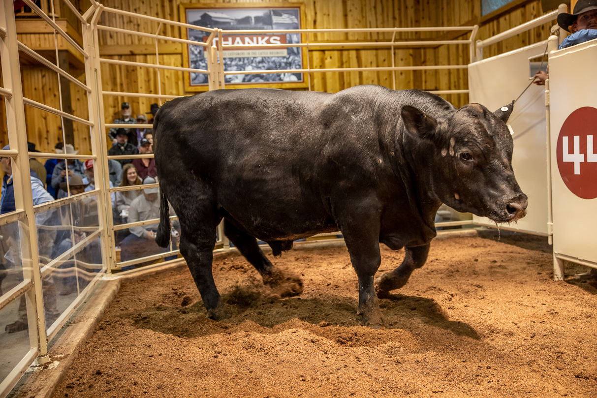 44Farms_Cameron_BullSale_Feb2021-517348