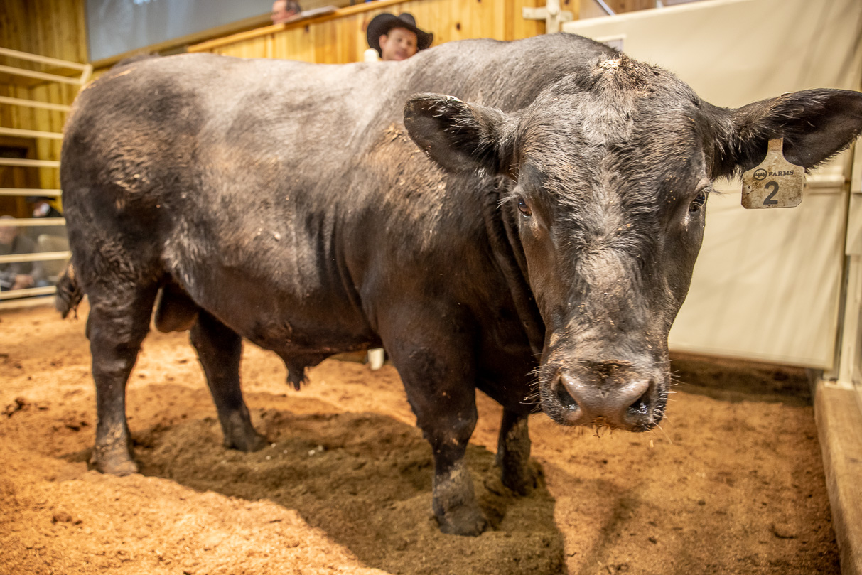 44Farms_Cameron_BullSale_Feb2021-517395