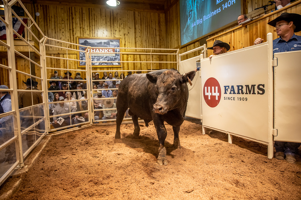 44Farms_Cameron_BullSale_Feb2021-517452