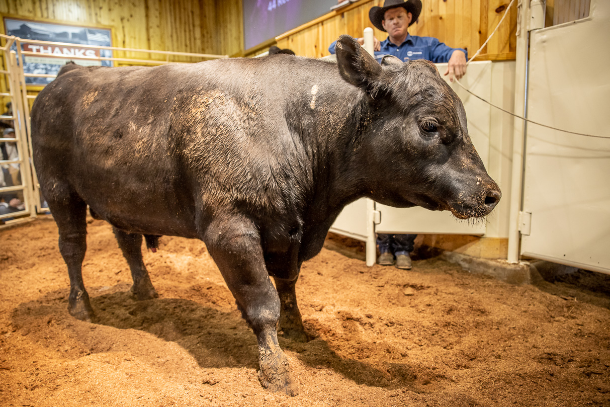 44Farms_Cameron_BullSale_Feb2021-517475
