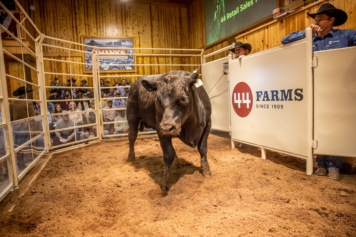 44Farms_Cameron_BullSale_Feb2021-517478