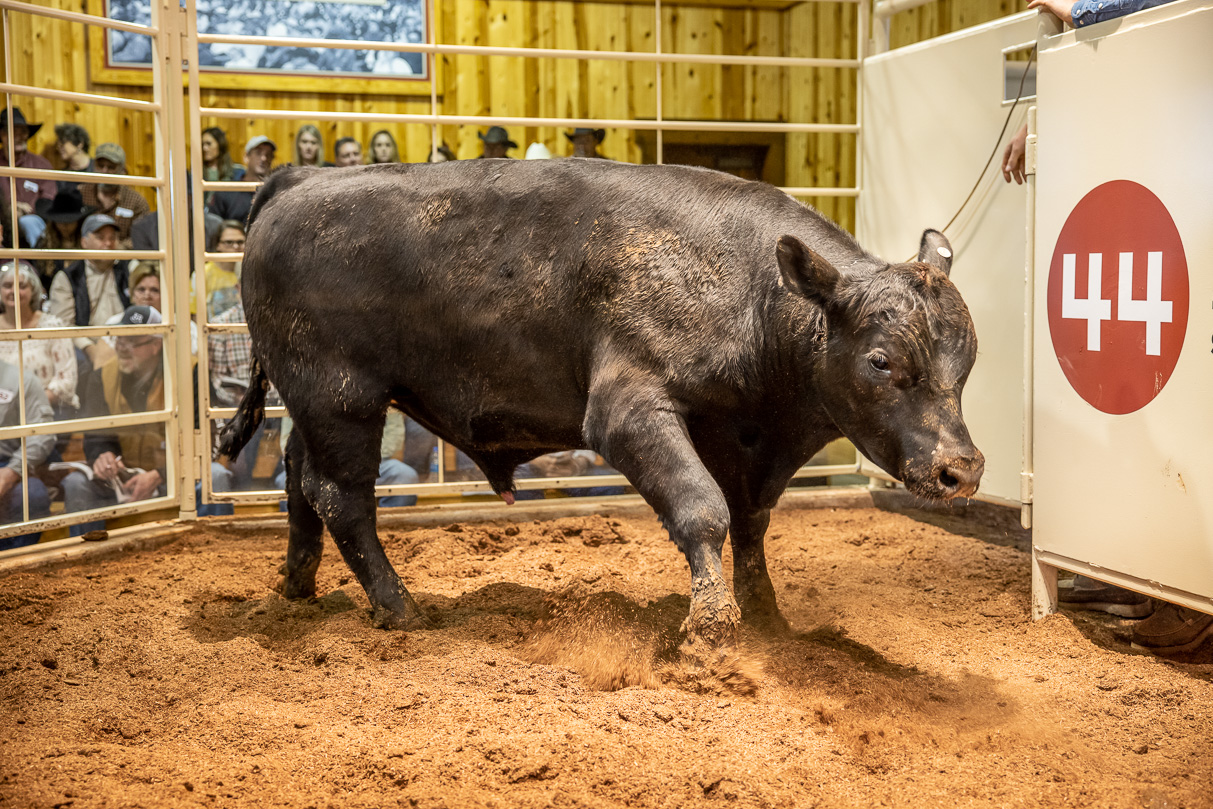 44Farms_Cameron_BullSale_Feb2021-517483
