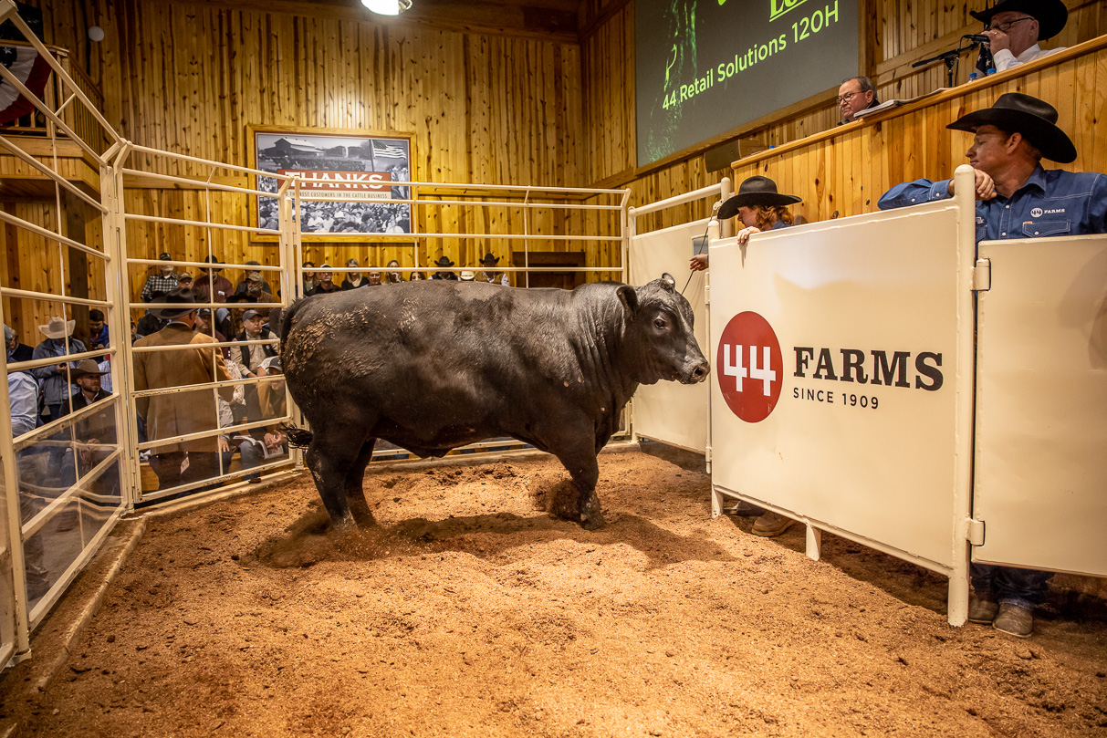 44Farms_Cameron_BullSale_Feb2021-517491