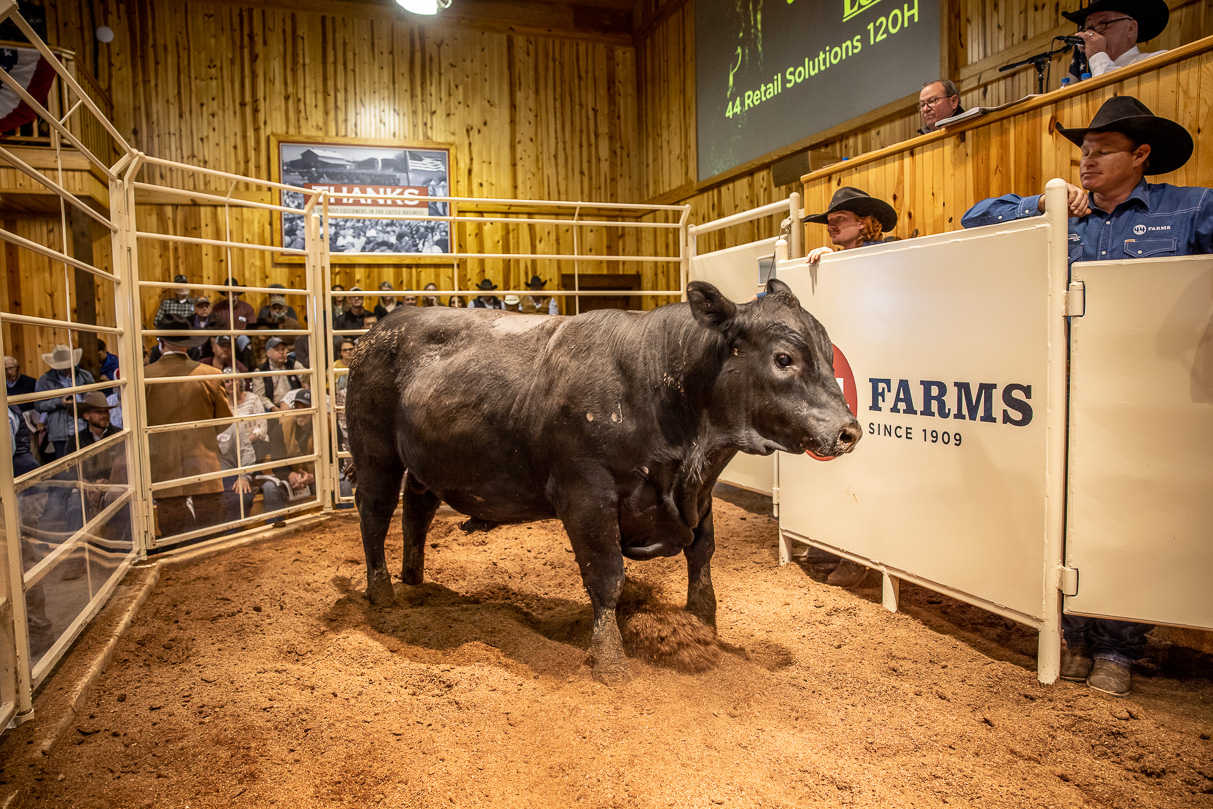 44Farms_Cameron_BullSale_Feb2021-517493