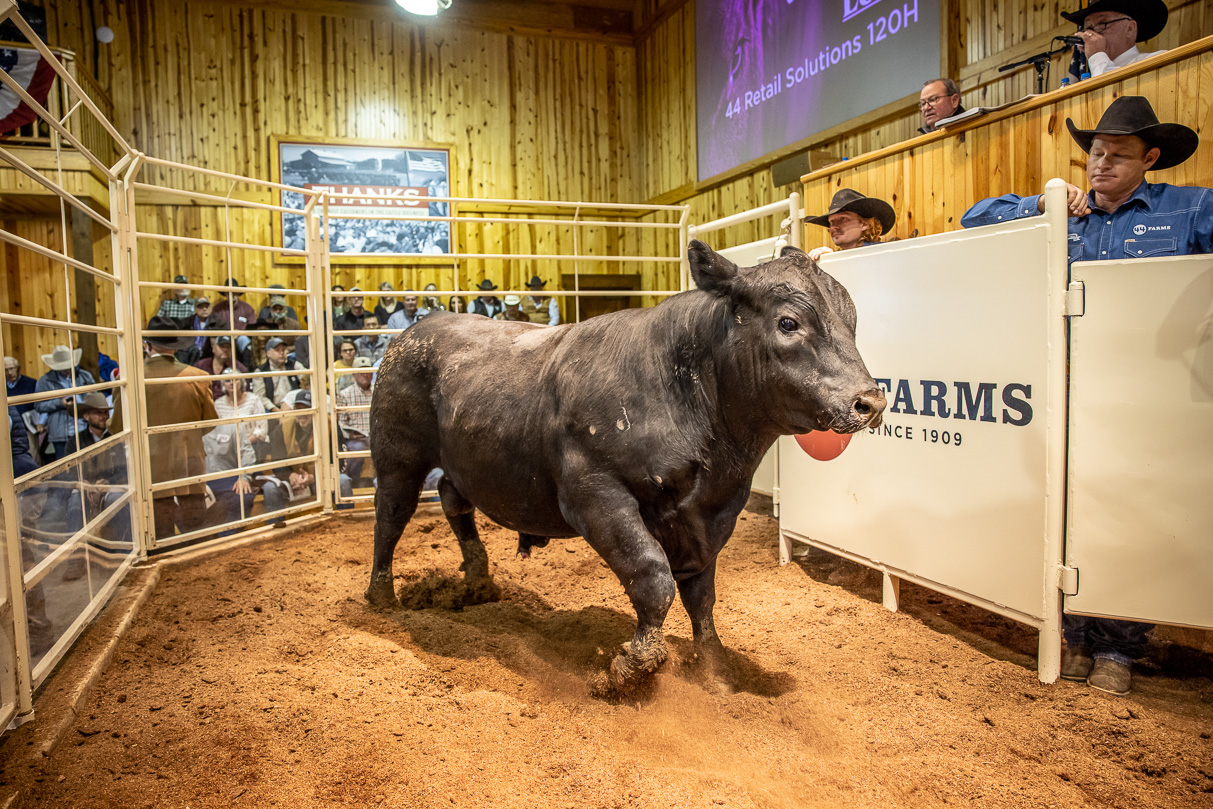 44Farms_Cameron_BullSale_Feb2021-517494
