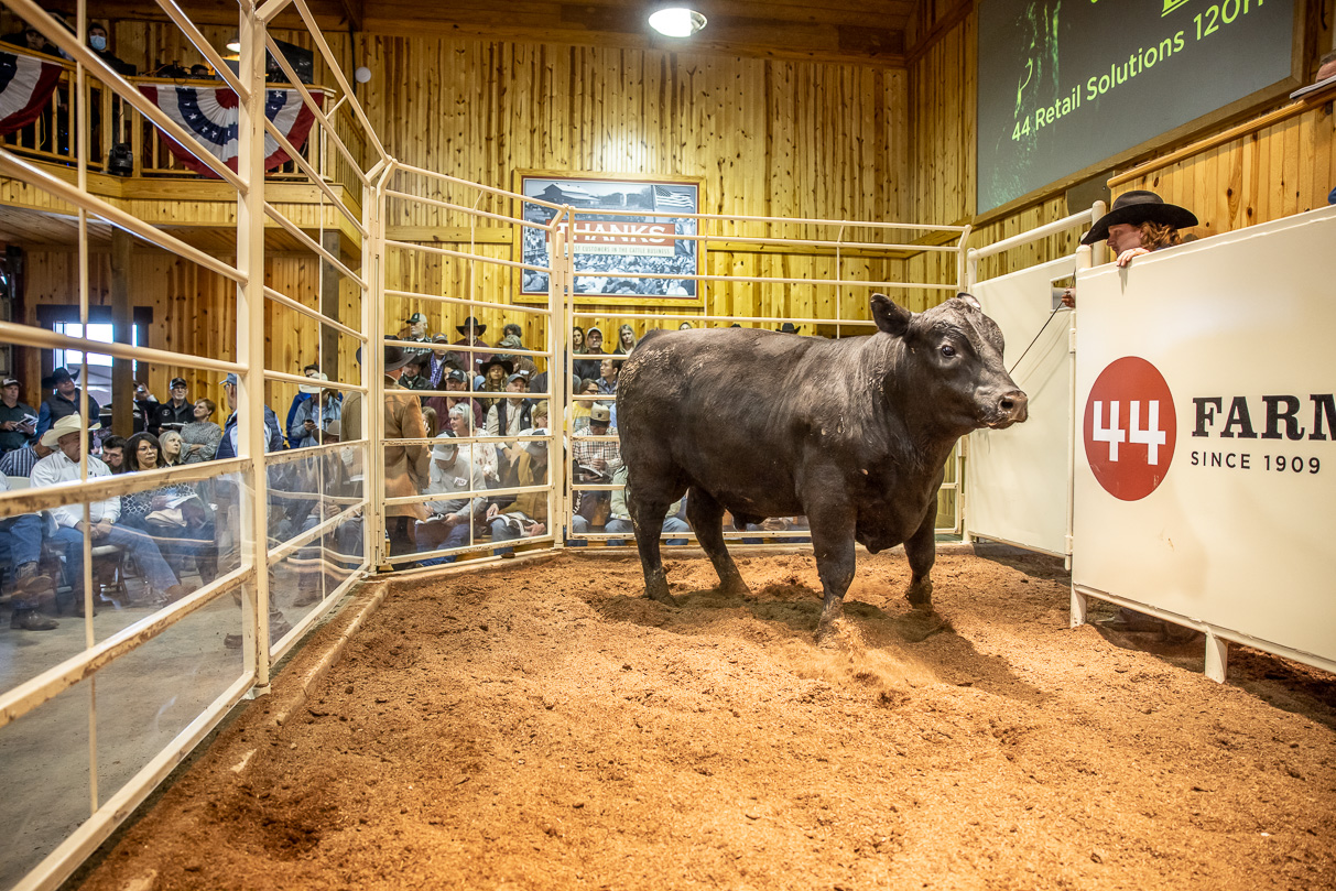 44Farms_Cameron_BullSale_Feb2021-517518