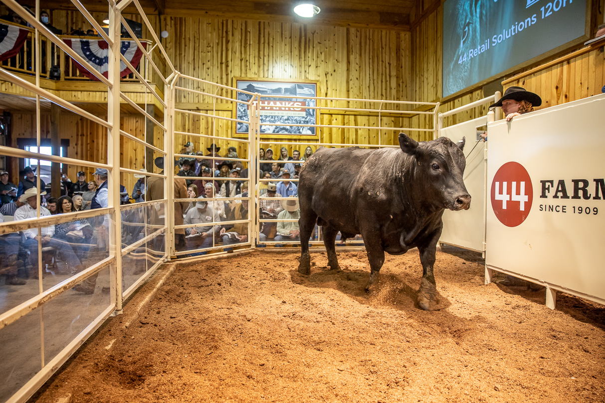 44Farms_Cameron_BullSale_Feb2021-517519
