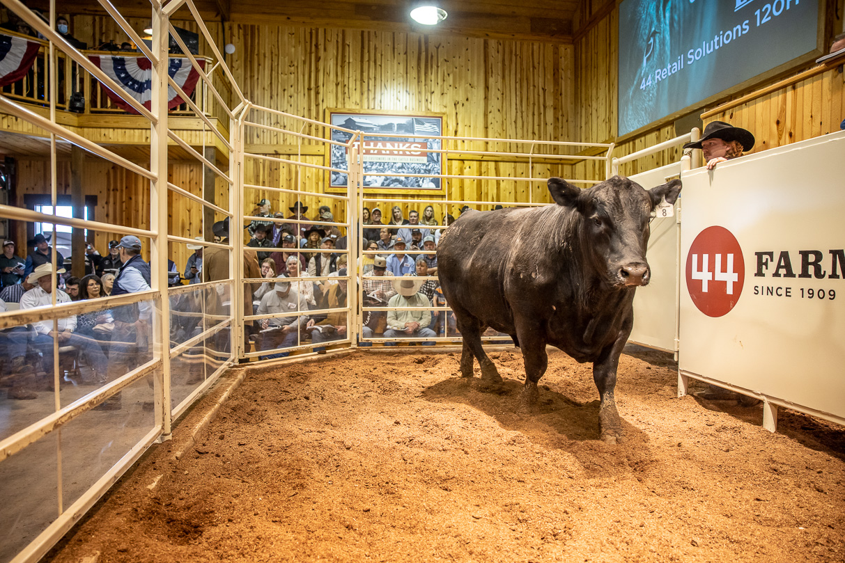 44Farms_Cameron_BullSale_Feb2021-517520