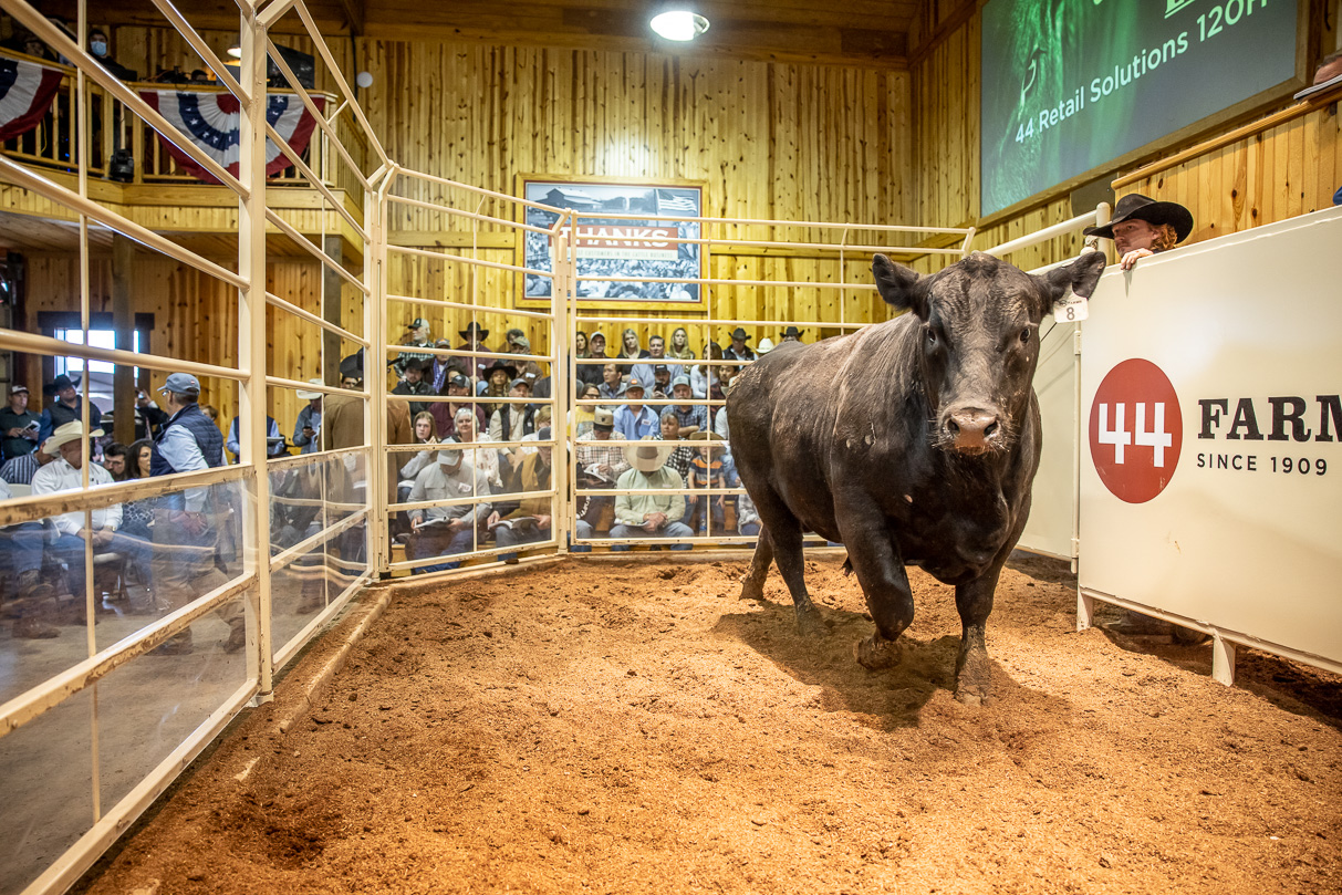 44Farms_Cameron_BullSale_Feb2021-517521