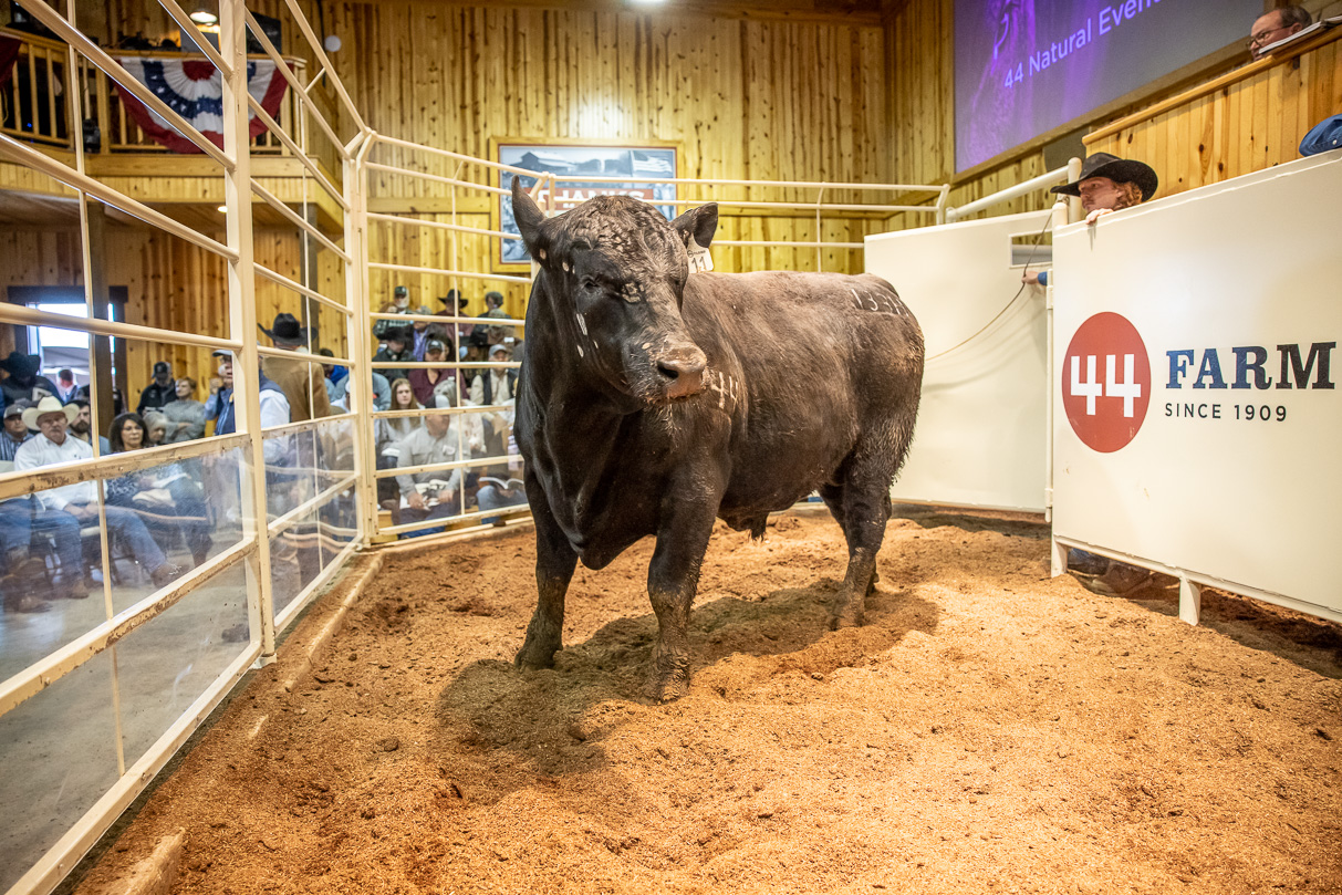44Farms_Cameron_BullSale_Feb2021-517562