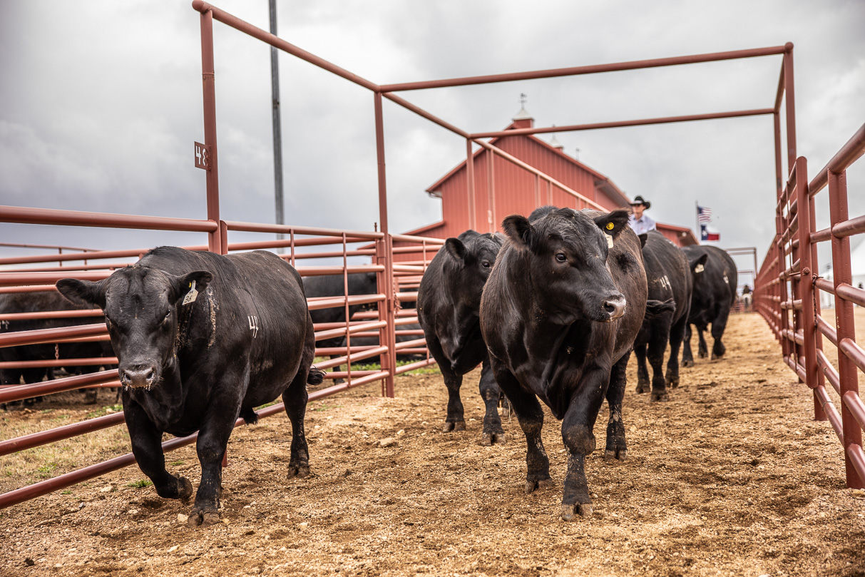 44Farms_Cameron_BullSale_Feb2021-517595