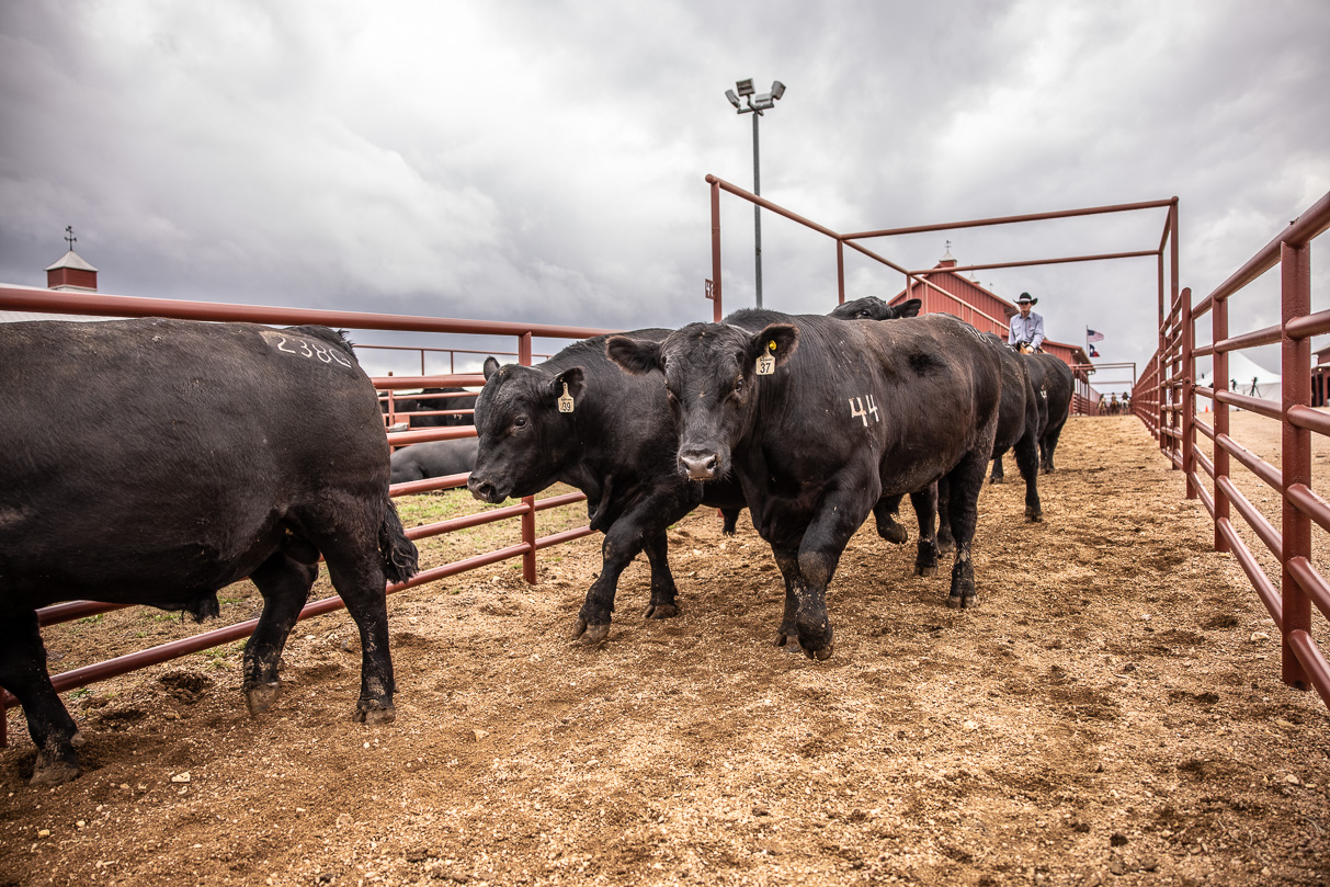 44Farms_Cameron_BullSale_Feb2021-517603
