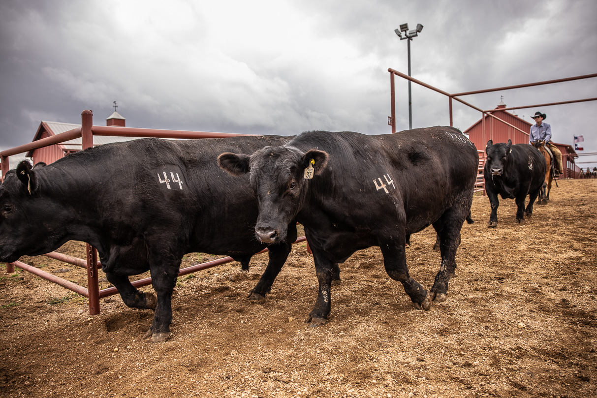 44Farms_Cameron_BullSale_Feb2021-517609