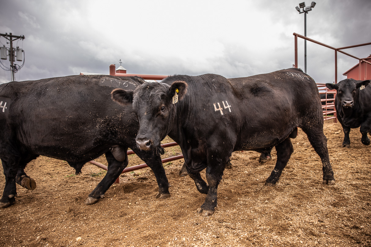 44Farms_Cameron_BullSale_Feb2021-517612