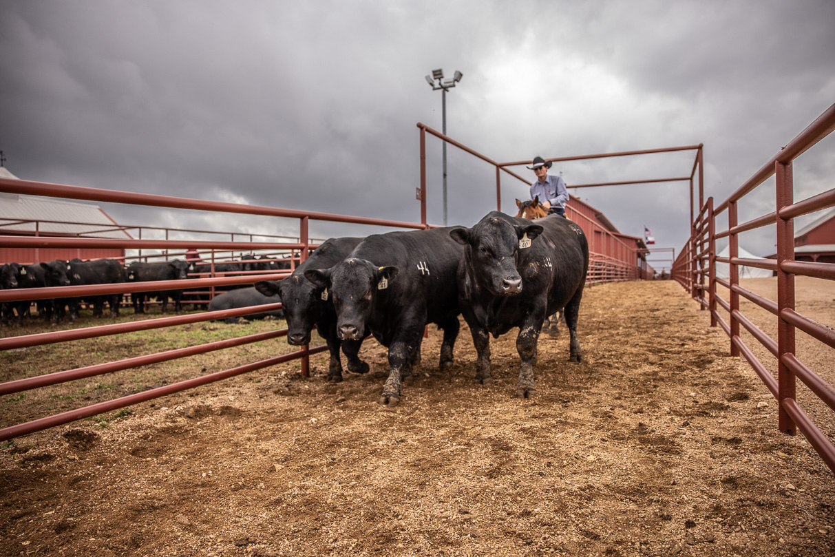 44Farms_Cameron_BullSale_Feb2021-517625