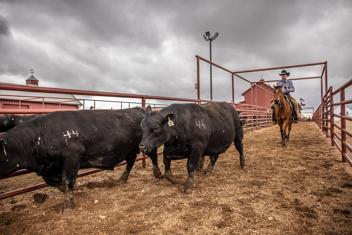 44Farms_Cameron_BullSale_Feb2021-517651