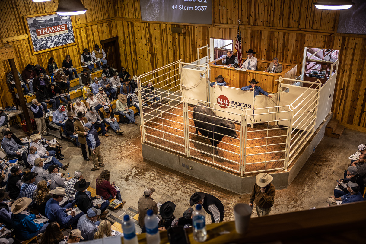 44Farms_Cameron_BullSale_Feb2021-517680