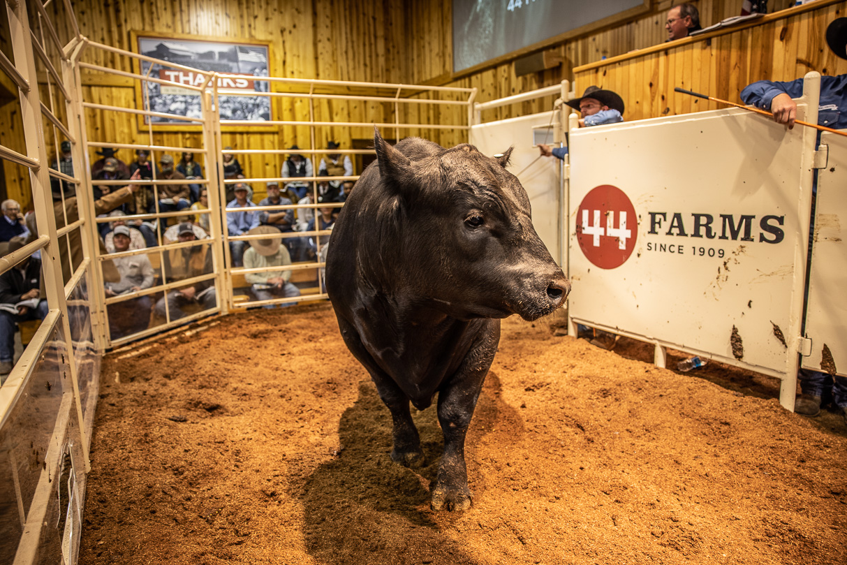 44Farms_Cameron_BullSale_Feb2021-517695