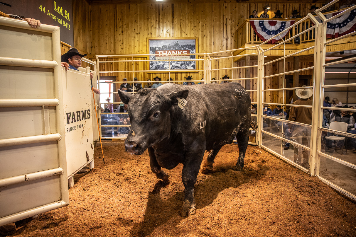 44Farms_Cameron_BullSale_Feb2021-517772