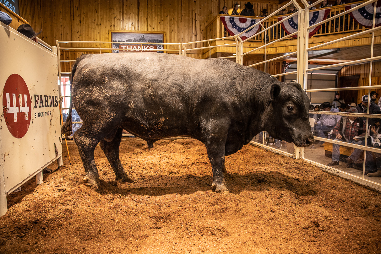 44Farms_Cameron_BullSale_Feb2021-517803