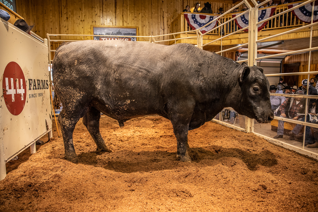 44Farms_Cameron_BullSale_Feb2021-517804