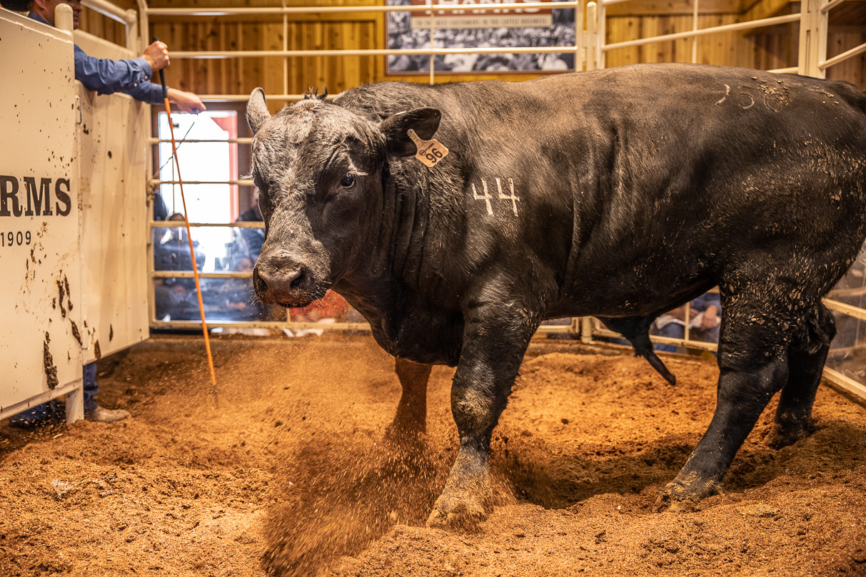 44Farms_Cameron_BullSale_Feb2021-517839