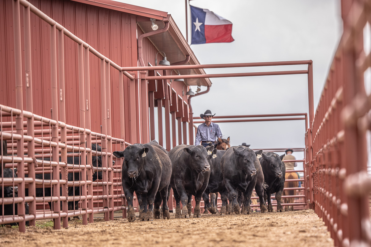 44Farms_Cameron_BullSale_Feb2021-523632