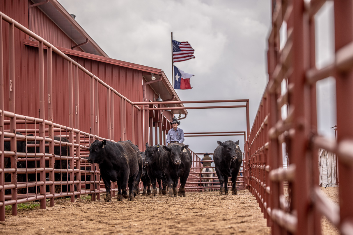 44Farms_Cameron_BullSale_Feb2021-523644