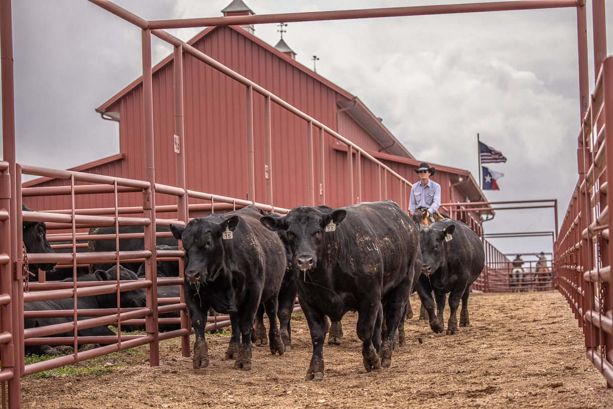 44Farms_Cameron_BullSale_Feb2021-523676