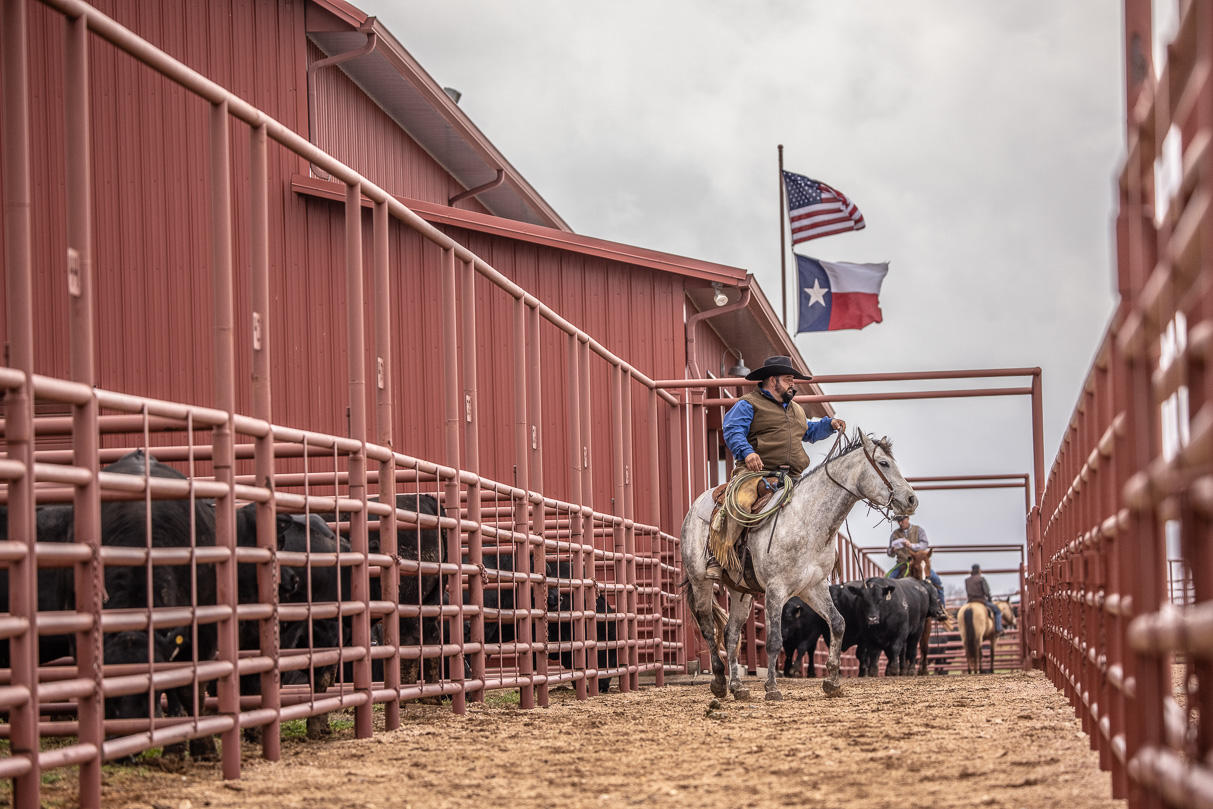 44Farms_Cameron_BullSale_Feb2021-523698