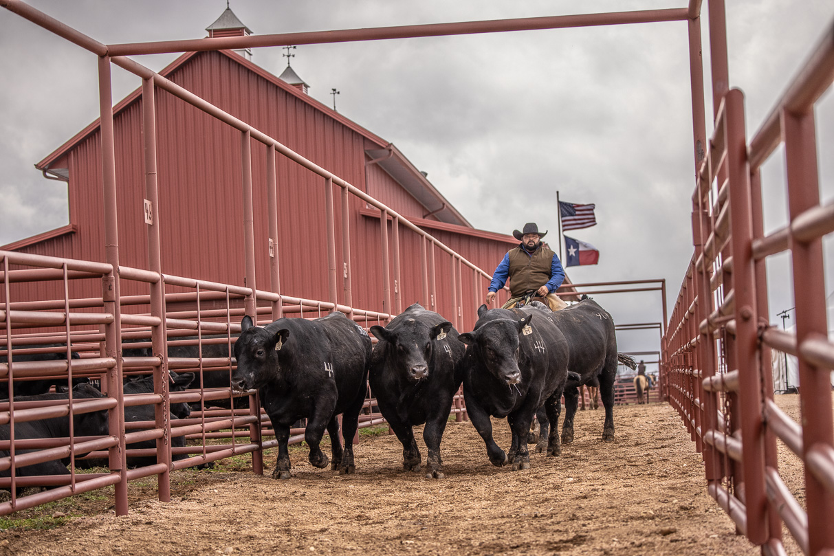 44Farms_Cameron_BullSale_Feb2021-523725
