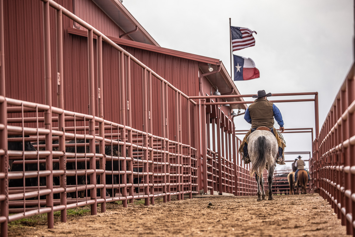 44Farms_Cameron_BullSale_Feb2021-523748