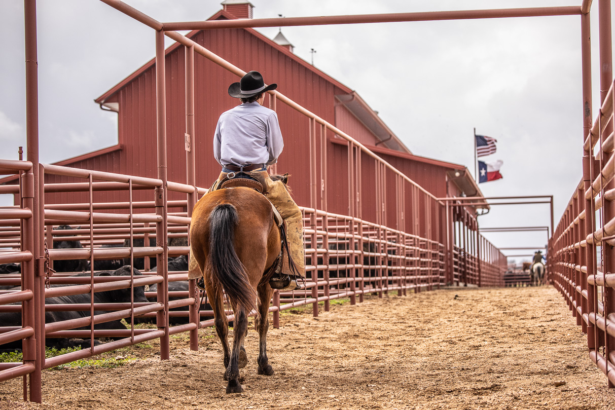 44Farms_Cameron_BullSale_Feb2021-523779