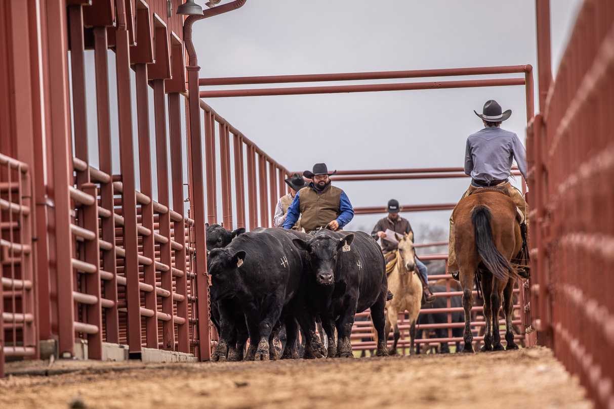 44Farms_Cameron_BullSale_Feb2021-523789