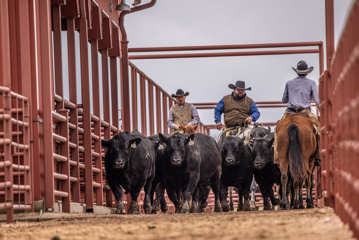 44Farms_Cameron_BullSale_Feb2021-523795