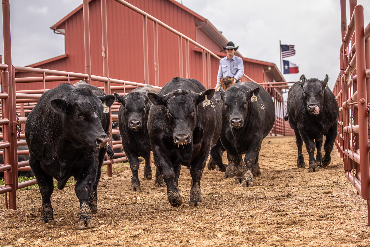 44Farms_Cameron_BullSale_Feb2021-523855