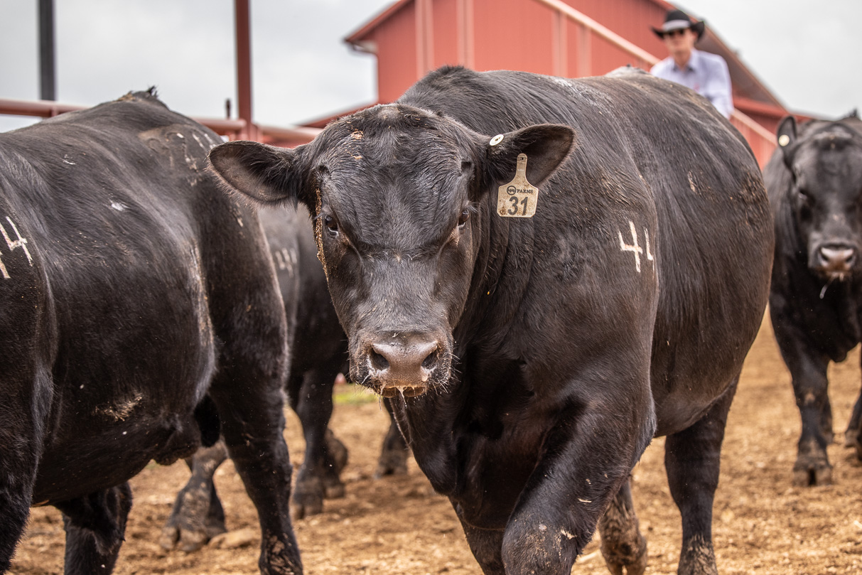 44Farms_Cameron_BullSale_Feb2021-523863