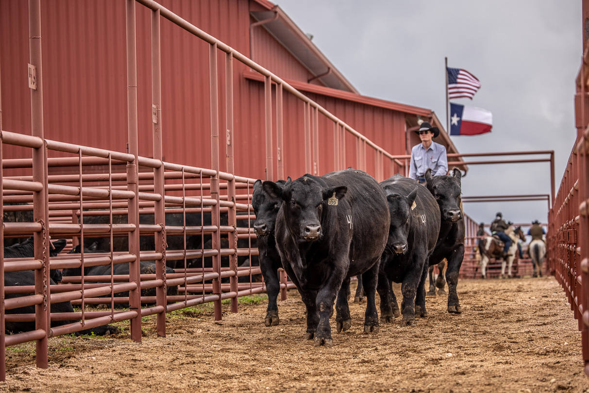 44Farms_Cameron_BullSale_Feb2021-523908