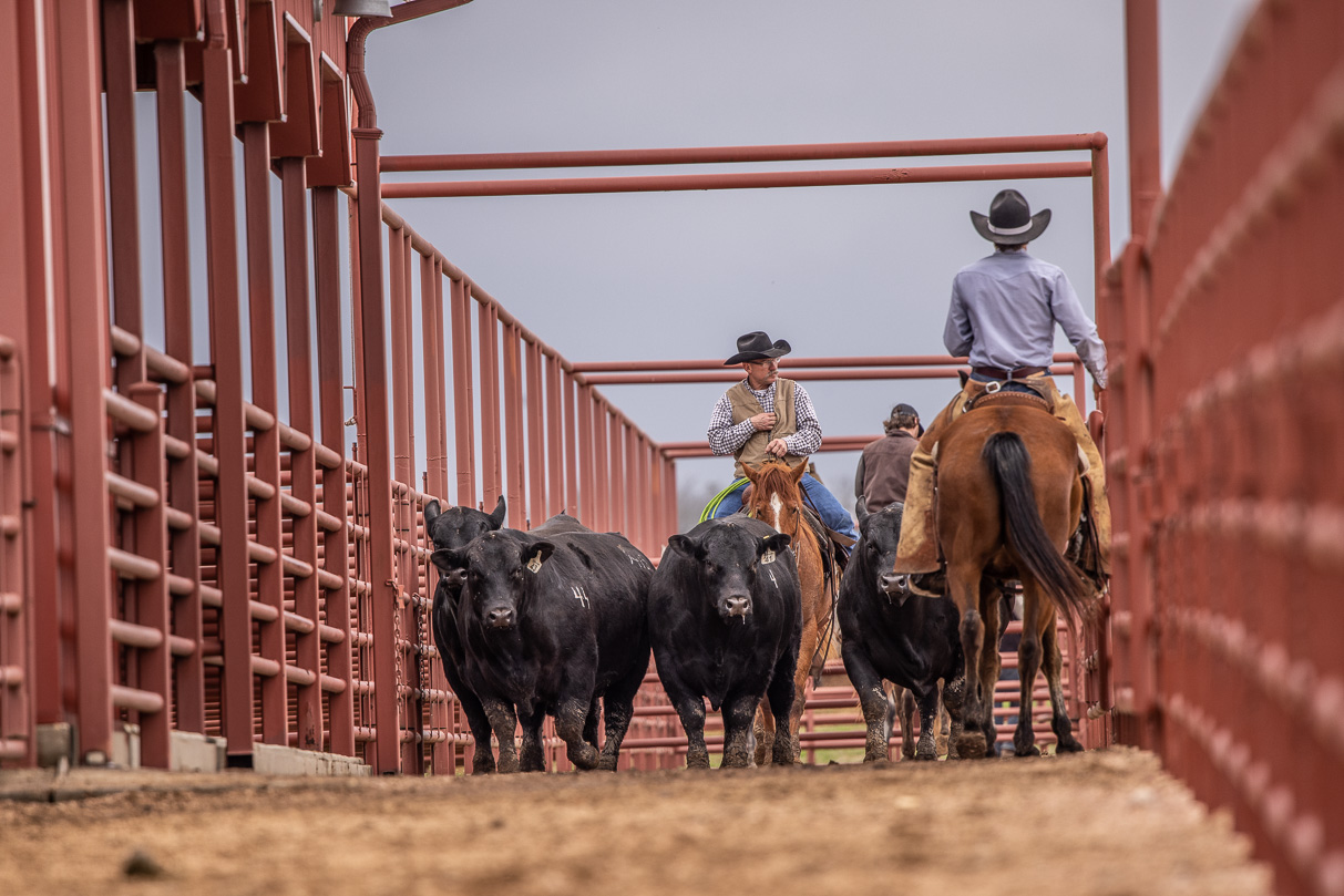 44Farms_Cameron_BullSale_Feb2021-523942