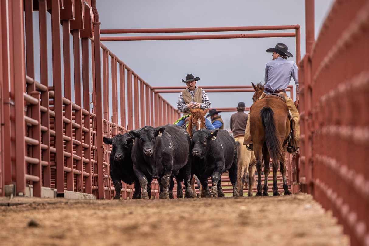 44Farms_Cameron_BullSale_Feb2021-523946