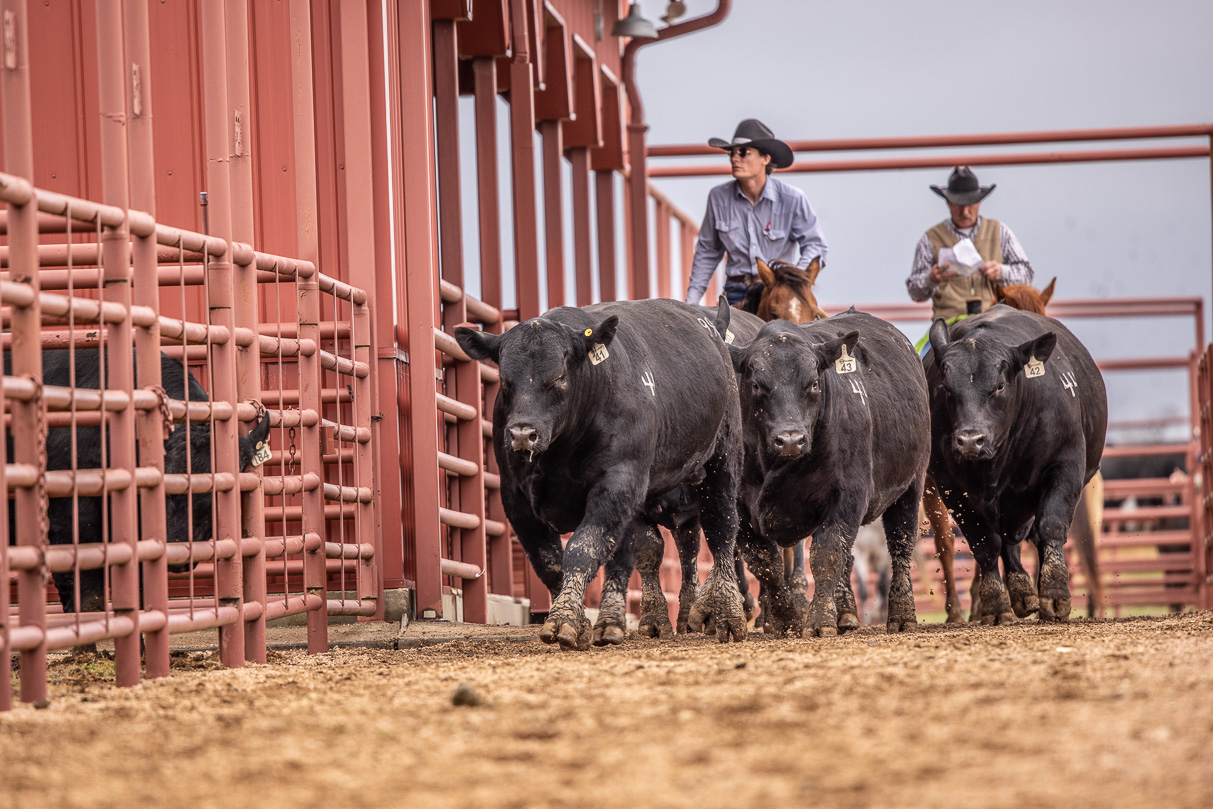 44Farms_Cameron_BullSale_Feb2021-523967