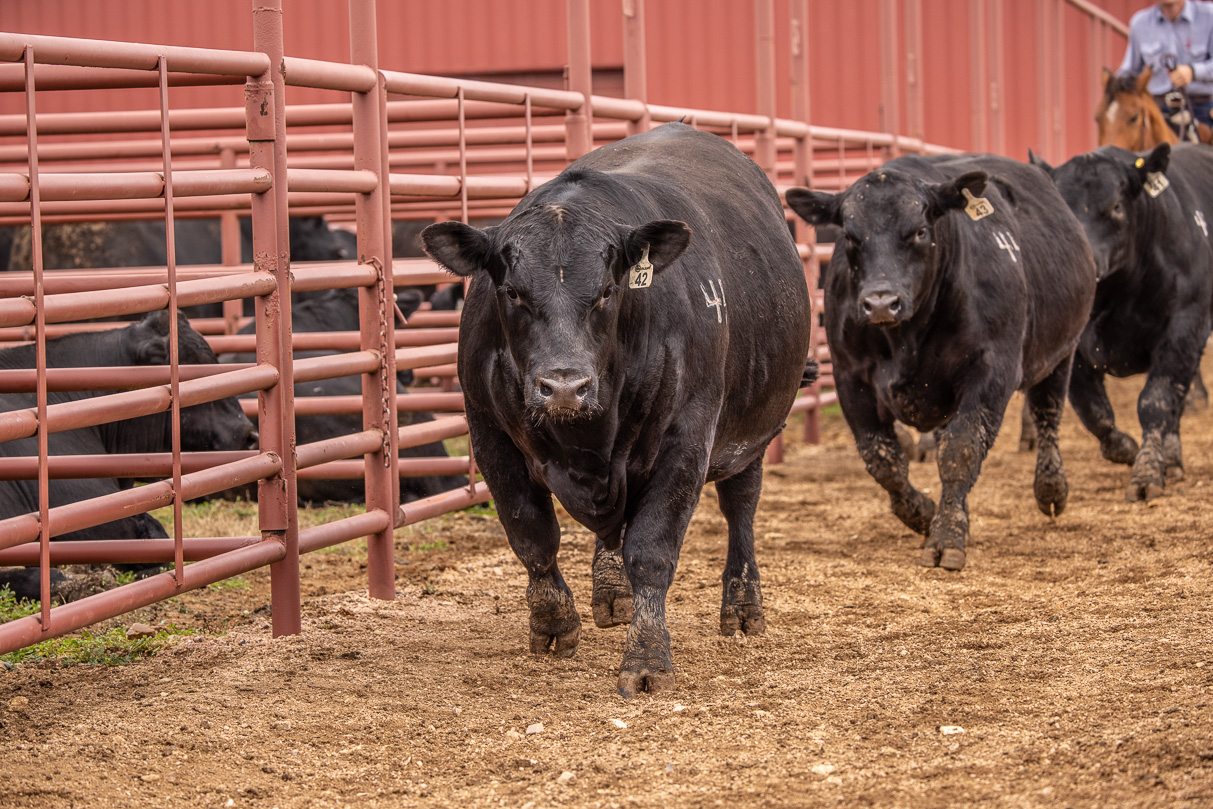 44Farms_Cameron_BullSale_Feb2021-523992